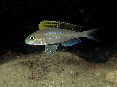 Xenotilapia cf. papilio 'Kapampa'
